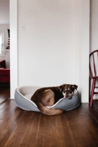 Image of a dog in its bed, on wooden flooring